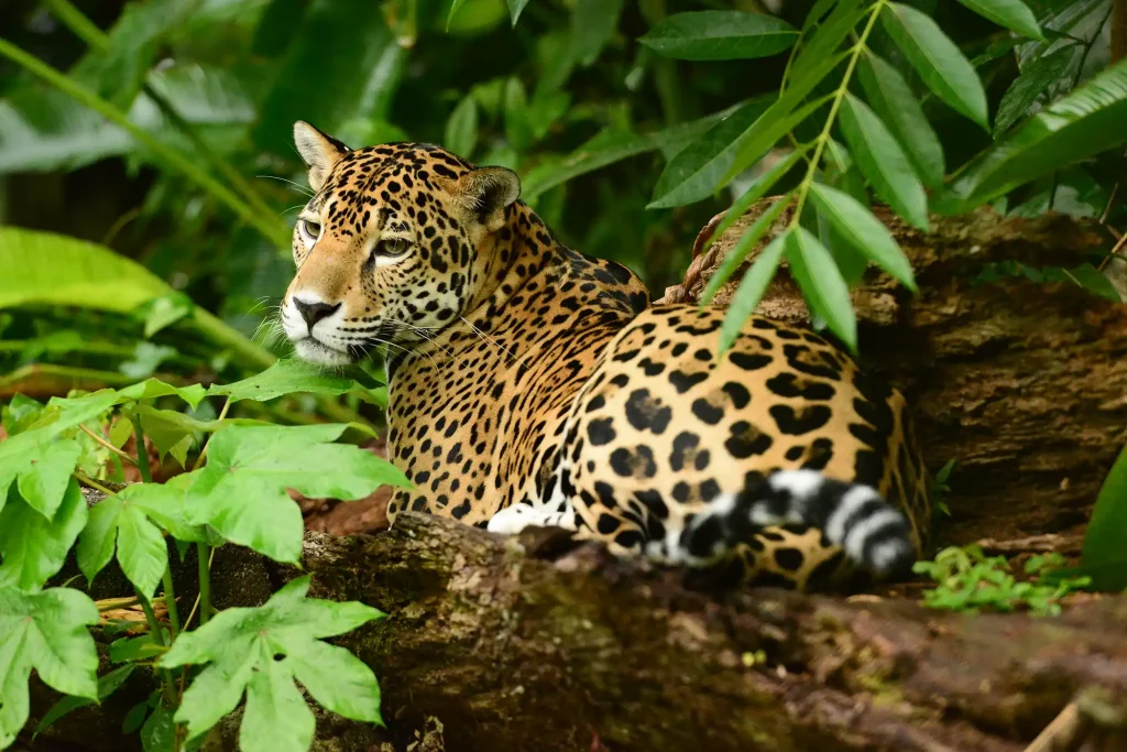 Belize zoo gallery-jaguar