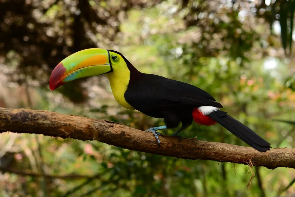 Belize birdwatching tours - birding
