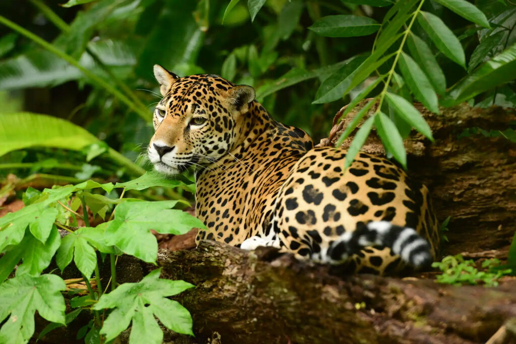 Nohoch Che’en Cave Tubing & Belize Zoo Tour: The Ultimate Belize Jungle Adventure Guide